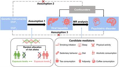 Causal associations between chronic viral hepatitis and psychiatric disorders: a Mendelian randomization study